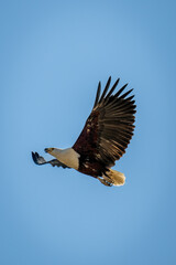 African fish eagle soars in blue sky