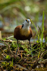 African jacana eats frog in backlit grass