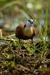 African jacana swallows frog in backlit grass
