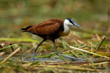 African jacana steps on grass on river