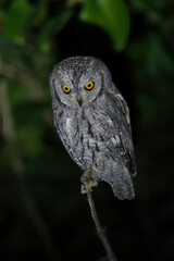 African scops owl on branch looking down