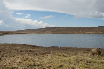 Andean seagull flying over lagoon in the Andes of Peru, with mountains and blue sky in the background (Yauricocha Lagoon, Junin). Concept of nature.
