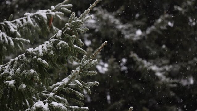 Beautiful winter scenery with snow falling on a fir tree branch close-up. Snowfall in a winter spruce forest at sunny day. Snowflakes slowly flying in air at sunny cold winter day. Christmas time