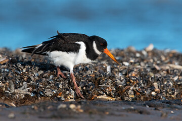 Oystercatcher (Haematopus ostralegus) searching for food in mussel beds - 558756813