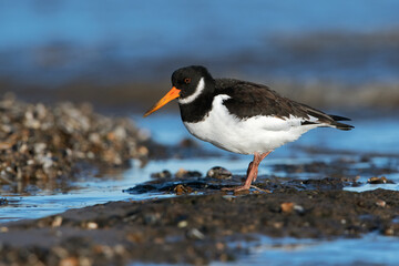 Oystercatcher (Haematopus ostralegus) searching for food in mussel beds - 558756851