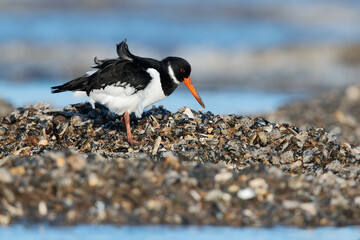 Oystercatcher (Haematopus ostralegus) searching for food in mussel beds - 558756884