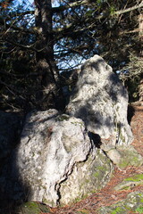 Large stones at the base of a spruce