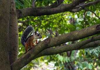 Tropical Squirrel on the tree green background