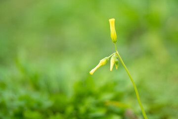 Yellow corydalis on the green background