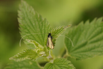 Closeup on a male green longhorn moth, Adela reaumurella, with it's incredible long antenna , sittng on a green leaf