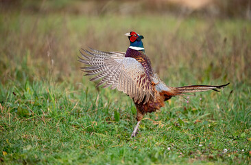 Faisan de Colchide (Phasianus colchicus) attitude; mâle chantant au printemps. Alpes. France