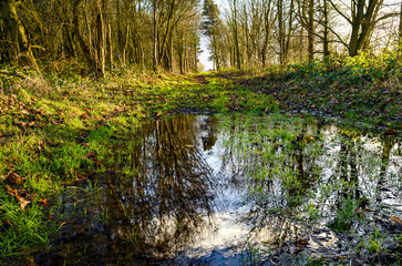 Water in forest