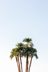 Fototapeta na wymiar Beautiful Palm trees and sky at sunset in Egypt