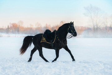 Beautiful black andalusian breed horse in traditional baroque equipment running in winter. Black PRE stallion. © Rita Kochmarjova