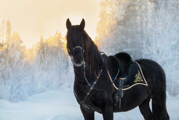 Beautiful black andalusian breed horse in traditional baroque equipment in winter. Black PRE...
