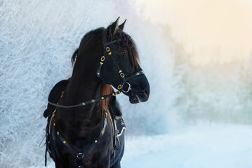Beautiful black andalusian breed horse in traditional baroque equipment in winter. Black PRE...