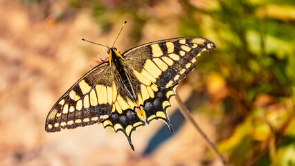Papilio machaon, swallowtail butterfly, on a sunny summer day