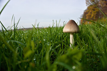 mushroom between grass with waterdrops drops