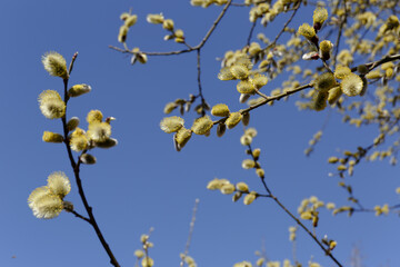 Willow (Salix caprea) branch, Yellow goat willow Salix caprea with flowers kittens, blurred...