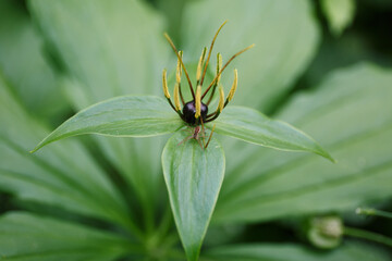 The flower of the crow's eye with green leaves close-up. grass, poisonous plant. poisonous berry