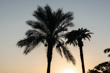 Beautiful Palm trees and sky at sunset in Egypt