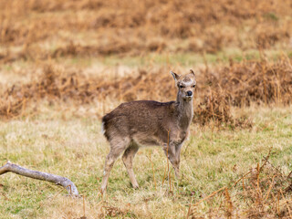 Naklejka na ściany i meble Young Sika Deer Standing in a Meadow