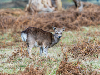 Young Sika Deer Standing in a Meadow