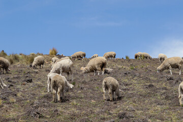 Fototapeta premium Sheep feeding on top of a mountain in Peru (South America) with blue sky in the background. Concept of animals and nature.