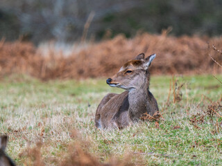 Young Sika Deer in a Meadow