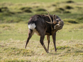 Sika Deer Stag Standing in a Meadow