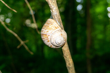 Schnecke auf einem Ast