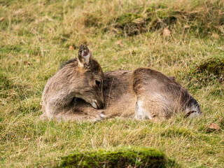 Young Sika Deer in a Meadow