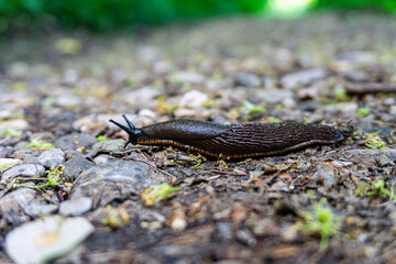 Nacktschnecke im Wald