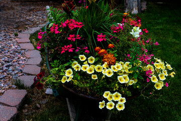 Red and yellow petunias in a  wheel burrow decorating garden