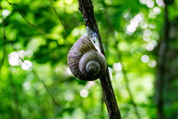 Schnecke auf einm Ast