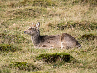 Young Sika Deer in a Meadow