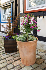 Decorative flowers grow in pots on the street