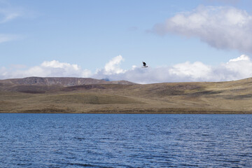 Andean seagull flying over lagoon in the Andes of Peru, with mountains and blue sky in the background (Yauricocha Lagoon, Junin). Concept of nature.