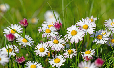 Gänseblümchen, Bellis perennis, in einer Nahaufnahme © M. Schuppich