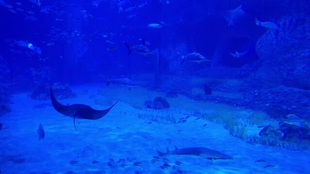 Giant marine aquarium with sharks and rays.