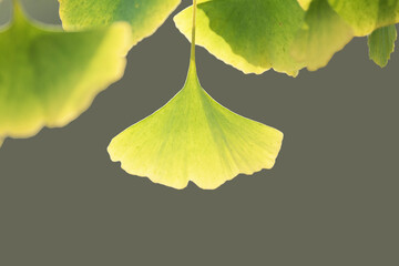 Leaf of Ginkgo or gingko (Ginkgo biloba), also known as the maidenhair tree, is a species of tree native to China