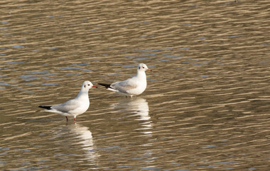 Two black headed gulls (Chroicocephalus ridibundus) resting at river