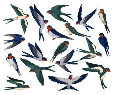 Set of flying swallows. Flock of martlet birds cartoon vector illustration