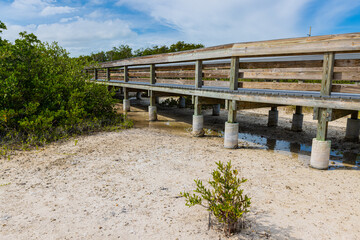 Fototapeta na wymiar Boardwalk Through Mangrove Forest at Anne's Beach, Islamorada, Florida, USA
