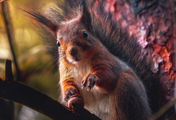 Eurasian red squirrel (Sciurus vulgaris) sits motionless on a tree branch, looks straight at the camera, holds a paw with claws. There is a walnut next to it. Spring in Eastern Europe, Riga, Latvia.