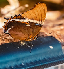 Siproeta epaphus, rusty-tipped page butterfly on a sunny summer day