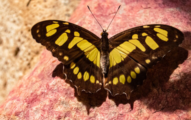 Fototapeta na wymiar Siproeta stelenes, malachite brush-footed butterfly, on a sunny summer day