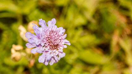 Small scabious, scabiosa columbaria, at the famous Nebelhorn summit near Oberstdorf, Bavaria, Germany