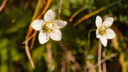 Thesium alpinum, alpine bastard toadflax at the famous Walmendinger Horn summit, Kleinwalsertal valley, Riezlern, Vorarlberg, Austria