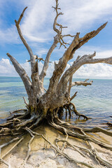 Dead Tree and Mangrove Forest at Anne's Beach, Islamorada, Florida, USA